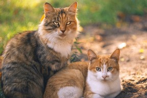 华体会下载-篮球宇宙的奇异交叠，约基奇成为胜负手，解析广东队如何制霸迈阿密