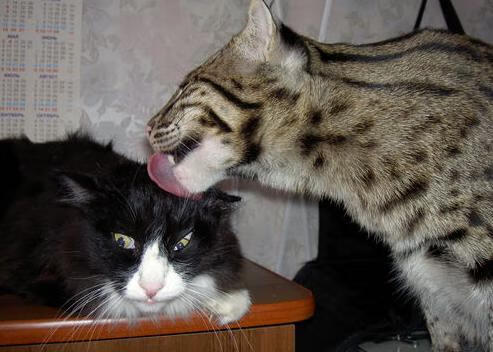 华体会-亚特兰大强势碾压哥伦比亚,莫德里奇魔笛奏响决胜乐章 第2张 华体会-亚特兰大强势碾压哥伦比亚,莫德里奇魔笛奏响决胜乐章 第2张